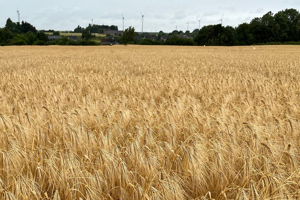 Syngenta Hyvido®Neo, les premières variétés d’escourgeons hybrides résistants à la JNO