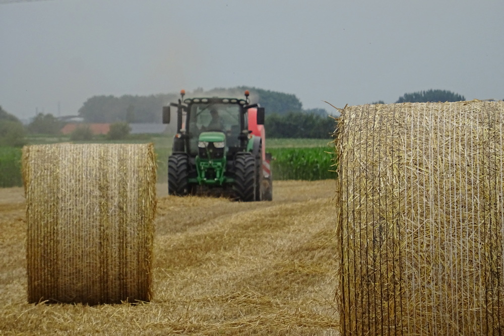 La biomasse aérienne élevée améliore le rendement en paille.