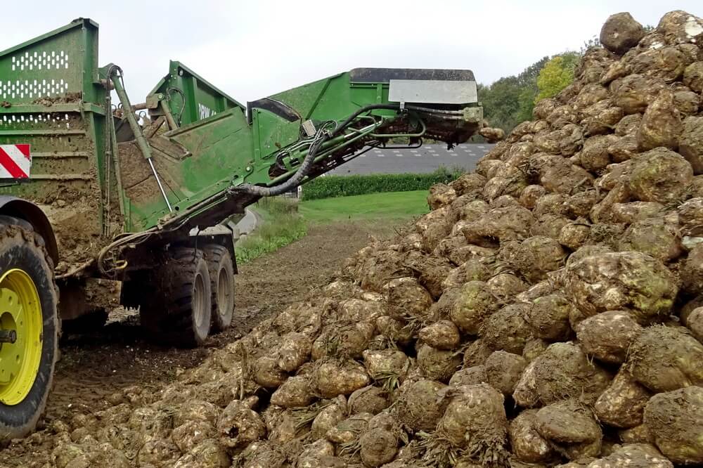 Bon début de campagne betteravière belge, mais secteur sous pression