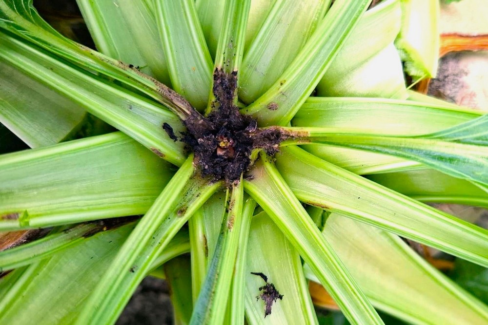 Les feuilles du cœur et le cœur de la betterave prennent une couleur brun à noir, avec des dommages dus au grignotage à la base des pétioles. Les blessures peuvent se dessécher, parfois avec formation de nouvelles feuilles du cœur. Si des champignons pénètrent par ces blessures, la pourriture des racines peut survenir.