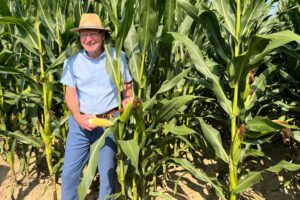 Cabestro : une nouvelle variété de maïs aux épis bien remplis chez Claerhout Seeds