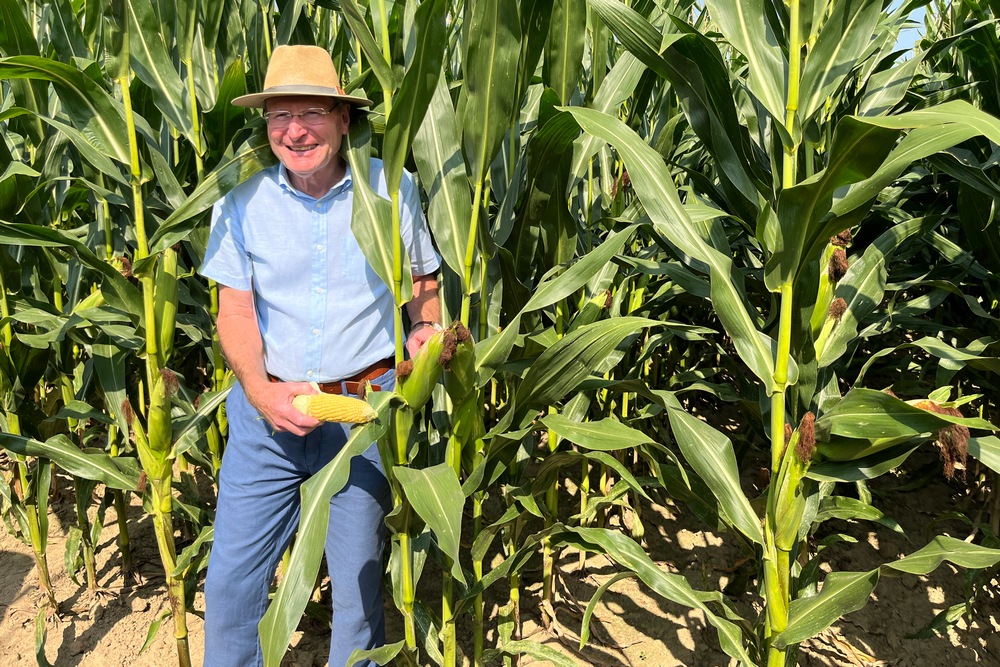 Cabestro : une nouvelle variété de maïs aux épis bien remplis chez Claerhout Seeds