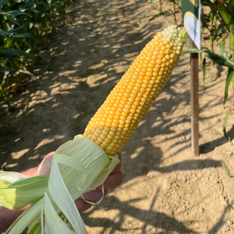 Cabestro a un épis très typique en forme de bec de canard. Lors de notre visite chez Claerhout Seeds, nous avons pu voir un épis ayant 20 rangées de maïs.