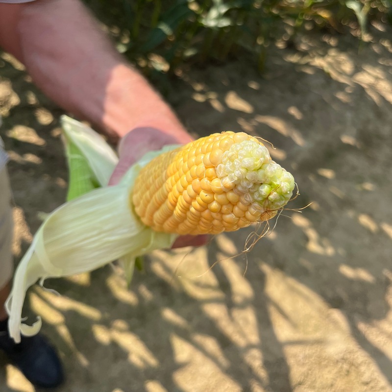 Cabestro a un épis très typique en forme de bec de canard. Lors de notre visite chez Claerhout Seeds, nous avons pu voir un épis ayant 20 rangées de maïs.