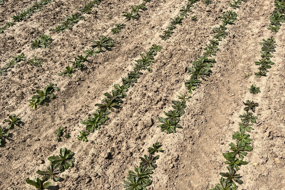 L’incorporation du Boa avant le semis dans une terre fraîche permet à l’herbicide d’avoir une très bonne efficacité sur les adventices tout en restant sélectif pour la culture.
