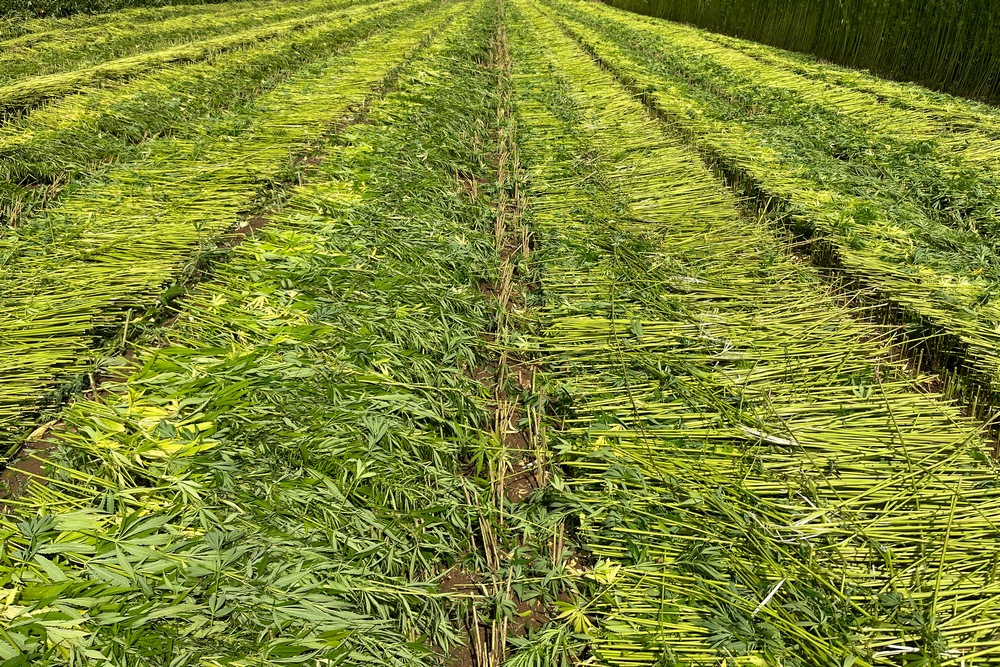 La Hyler Sativa permet de créer des nappes de 90 cm où les tiges du chanvre textile fibres longues sont toutes placées perpendiculairement au sens de récolte.