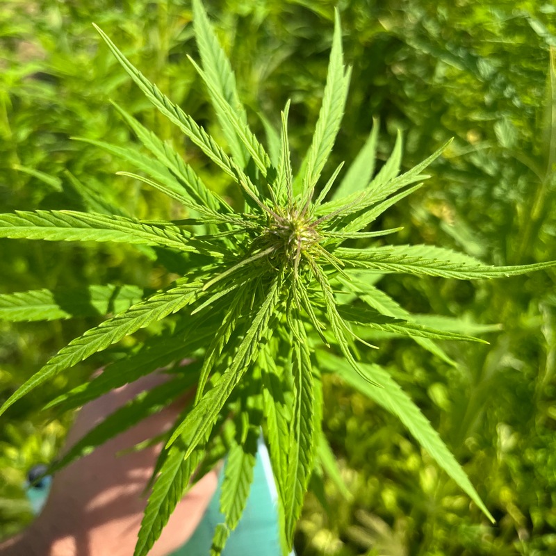 Il est possible de récolter le chanvre avant maturité dans l’optique d’extraire du cannabidiol ou CBD des inflorescences de la plante.