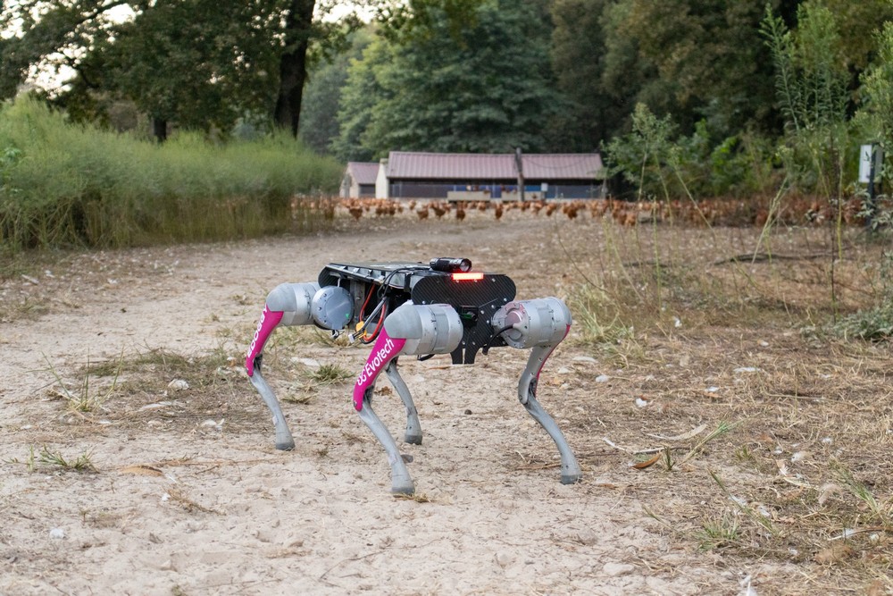 Le chien robot E-doggy rentre automatiquement les volailles