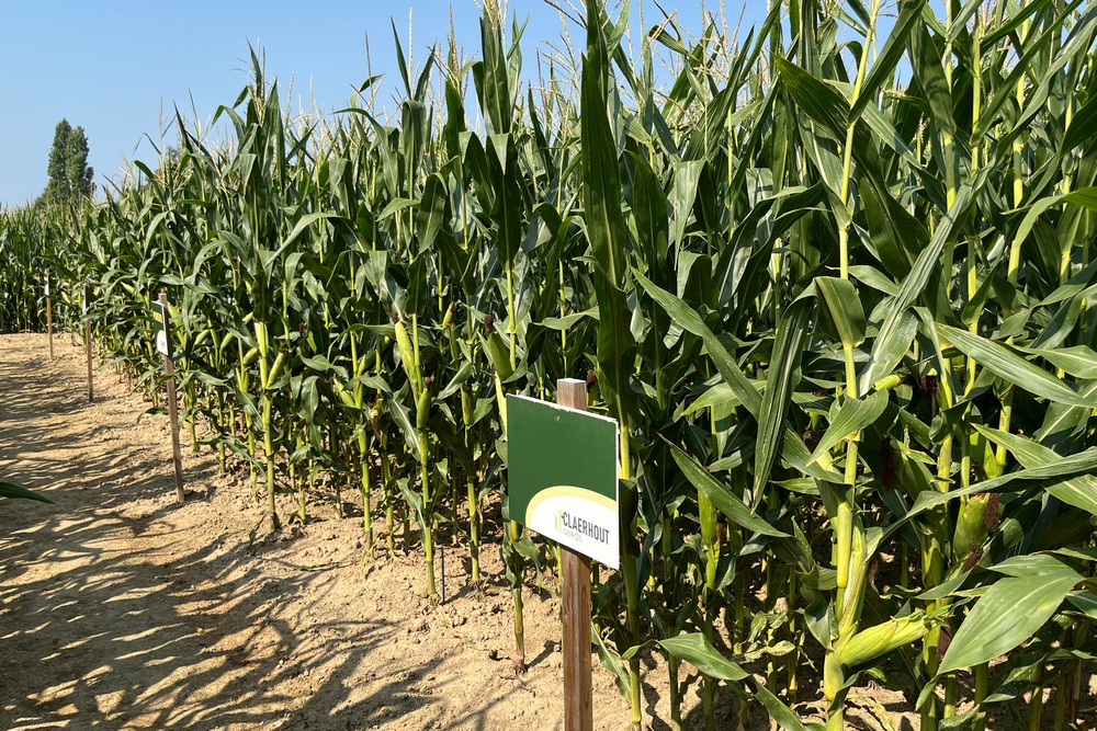 Toutes les variétés de la firme sont des hybrides corné-denté.