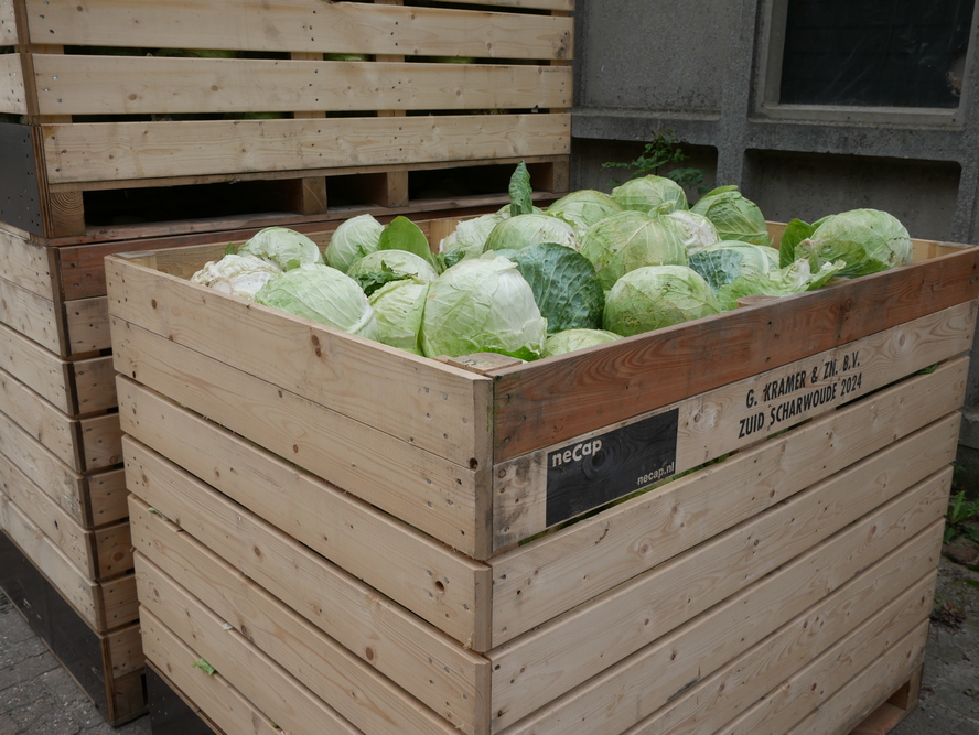 En une journée, nous récoltons environ 1,3 à 1,4 hectare, soit 128 caisses — un travail lourd en tonnage et en logistique », explique Han Kavelaars.