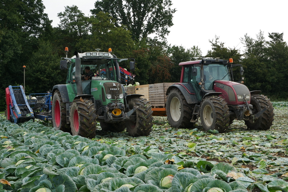 Le chou blanc a profité d’une saison de croissance favorable, ce qui se traduit par un beau rendement.