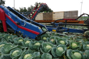 Le chou blanc a profité d’une saison de croissance favorable, ce qui se traduit par un beau rendement.