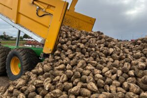 Arrachage & Conservation – Conditions plus froides annoncées