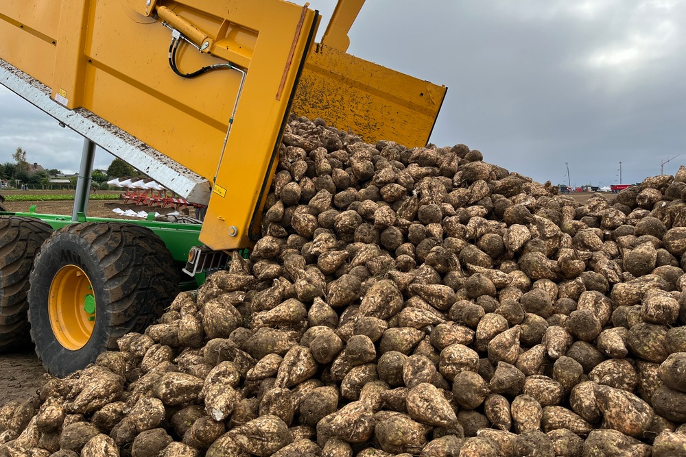 Arrachage & Conservation – Conditions plus froides annoncées