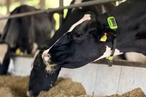 Un nouveau cas de tuberculose bovine confirmé en Belgique