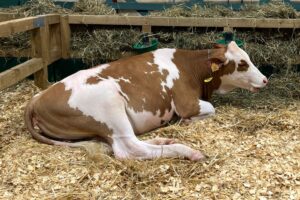 Lancement du Monitoring de Durabilité « DigiMilk » de MilkBE via Wallesmart