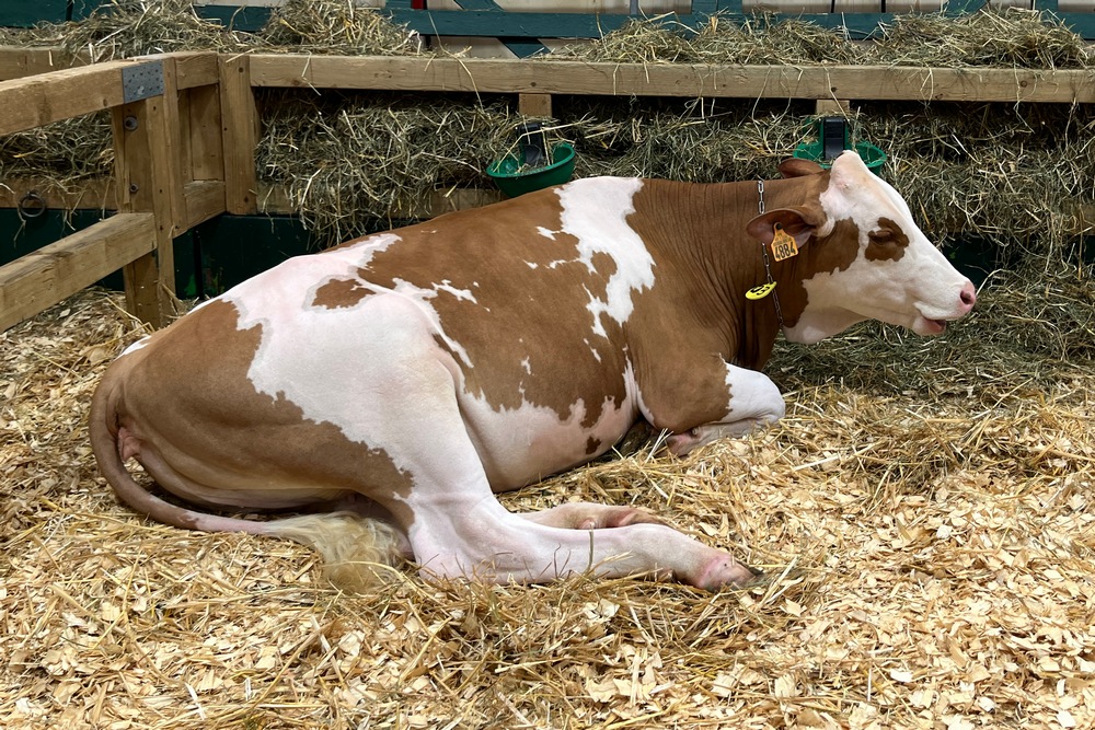 Lancement du Monitoring de Durabilité « DigiMilk » de MilkBE via Wallesmart