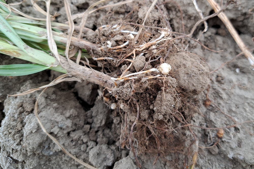 Les tubercules produits par le souchet comestible peuvent survivre plusieurs années dans le sol.