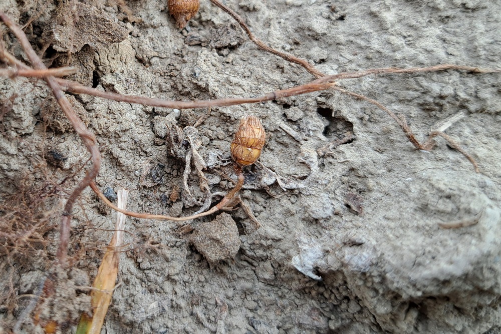 Les tubercules produits par le souchet comestible peuvent survivre plusieurs années dans le sol.