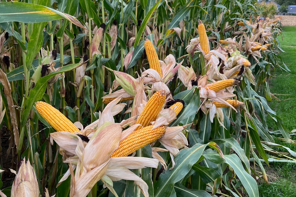 Seed@bel et Varmabel ont signé une convention de partenariat pour les trois prochaines années