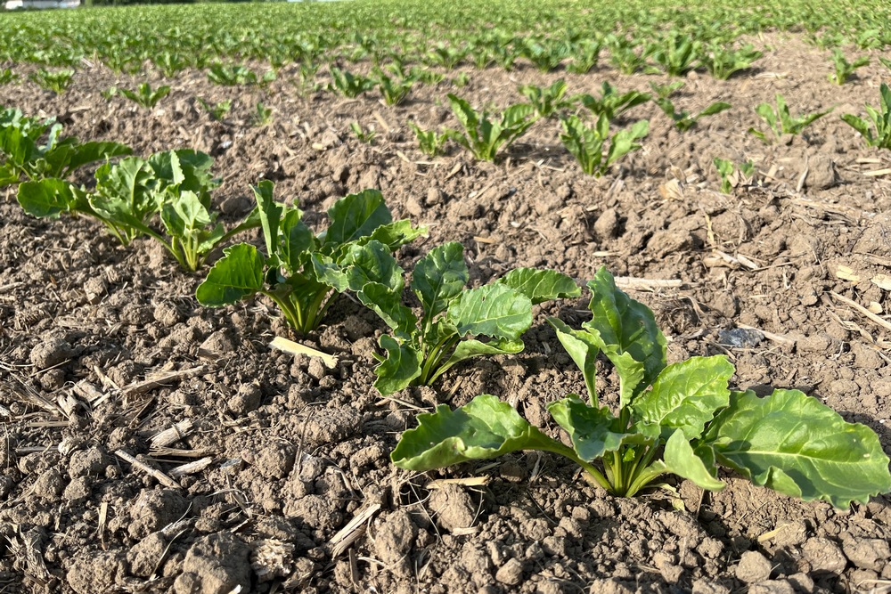 Les innovations pour la protection insecticide et fongicide des betteraves