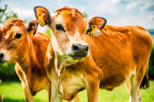 MPORTATIONS EUROPÉENNES DE BOVINS EN BELGIQUE