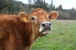 L’Ukraine aligne ses normes de bien-être animal sur celles de l’Union européenne