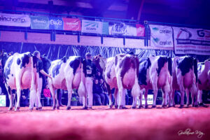 La Nuit de la Holstein