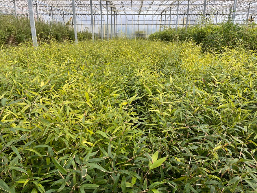 BambooImpact collabore avec BambooLogic pour la fourniture des plants. Cette structure apporte aussi ses connaissances sur le bambou à Félicien Pastur.