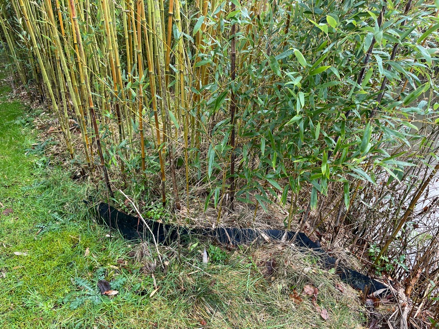 Pour éviter un développement non contrôlé, il est essentiel de maîtriser le développement des rhizomes. Cela peut passer par l’installation d’une barrière anti-rhizomes en bordure de parcelles.