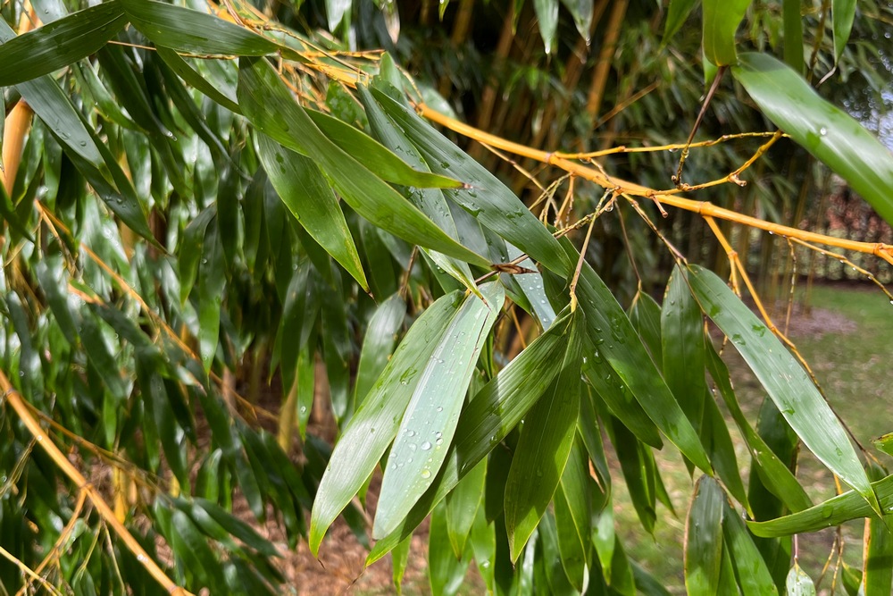 Chez nous, les ravageurs et les maladies ne provoquent pas de dégâts dans les bambouseraies.