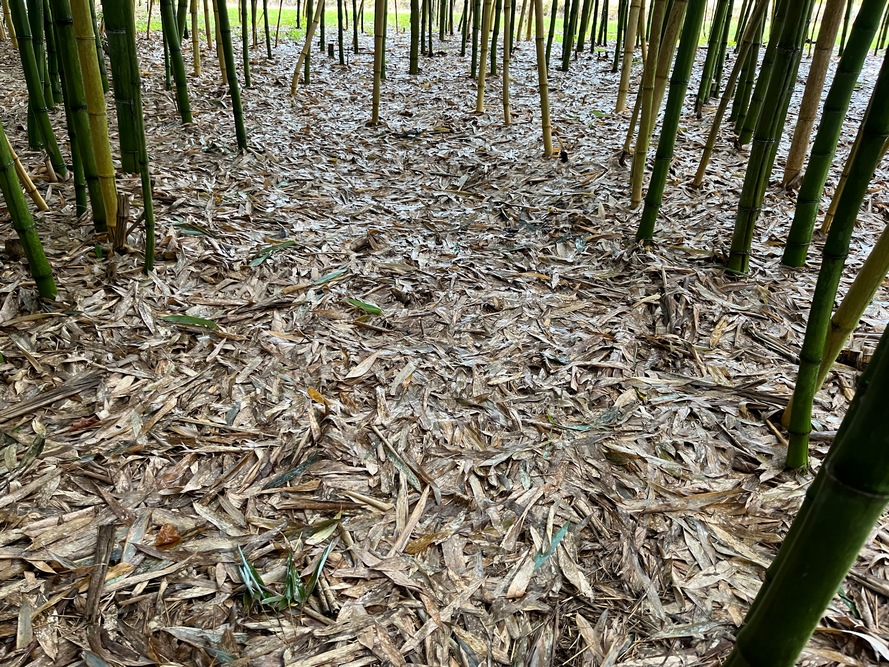 Les feuilles qui tombent au sol forment une litière permanente et constituent un apport constant de matière organique.
