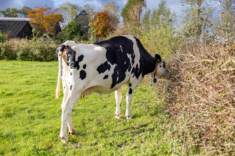 Planter des haies fourragères pour nourrir les vaches et renforcer la biodiversité