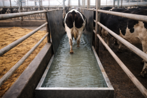 Cinq conseils pour mieux contrôler la maladie de Mortellaro