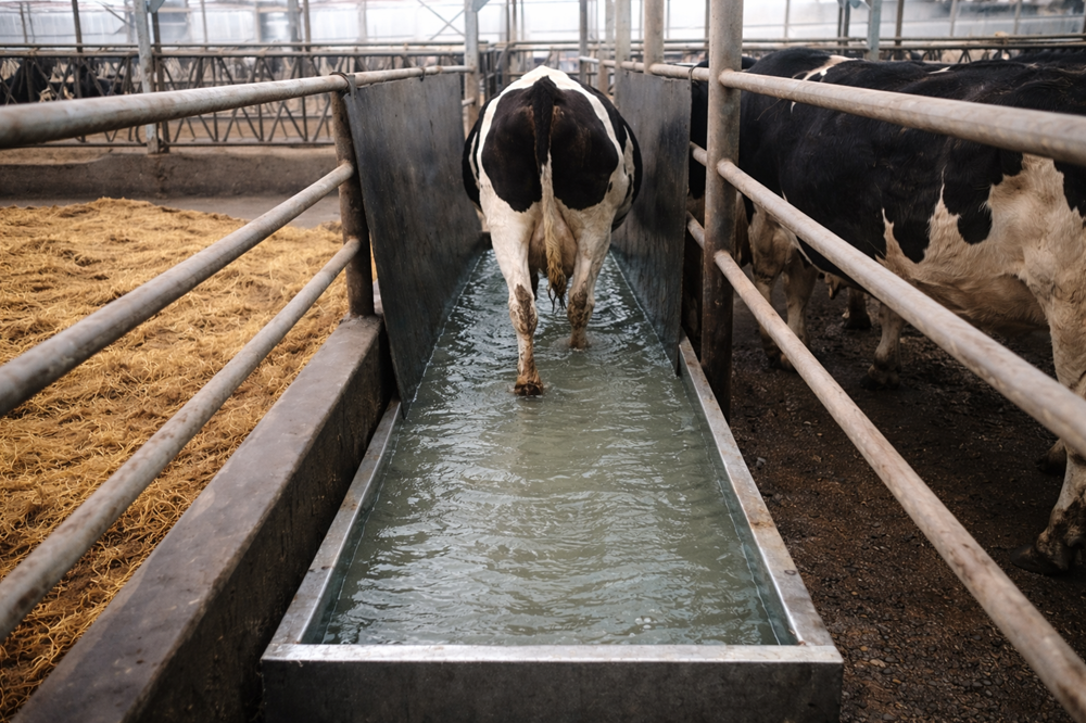 Cinq conseils pour mieux contrôler la maladie de Mortellaro