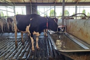 Eau de boisson : un risque sous-estimé dans 44 % des élevages laitiers