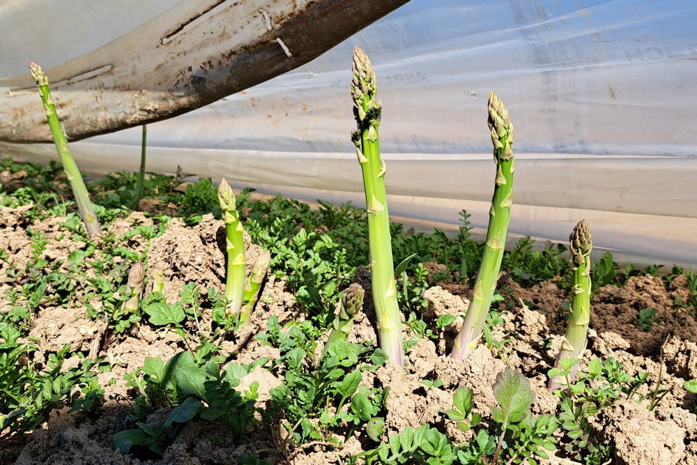 La saison des asperges wallonnes est lancée