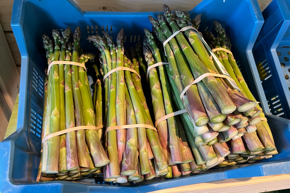 Les parties comestibles des asperges sont appelées turions. Dans le cas des asperges vertes et mauves, elles se développent hors de terre.