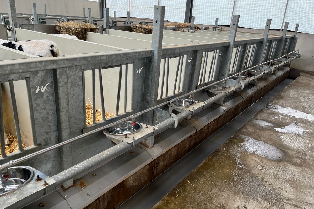 Les jeunes femelles sont logées individuellement. L’eau et les aliments sont distribués à l’avant et le paillage est réalisé par l’arrière. Deux portes permettent de faciliter le nettoyage.