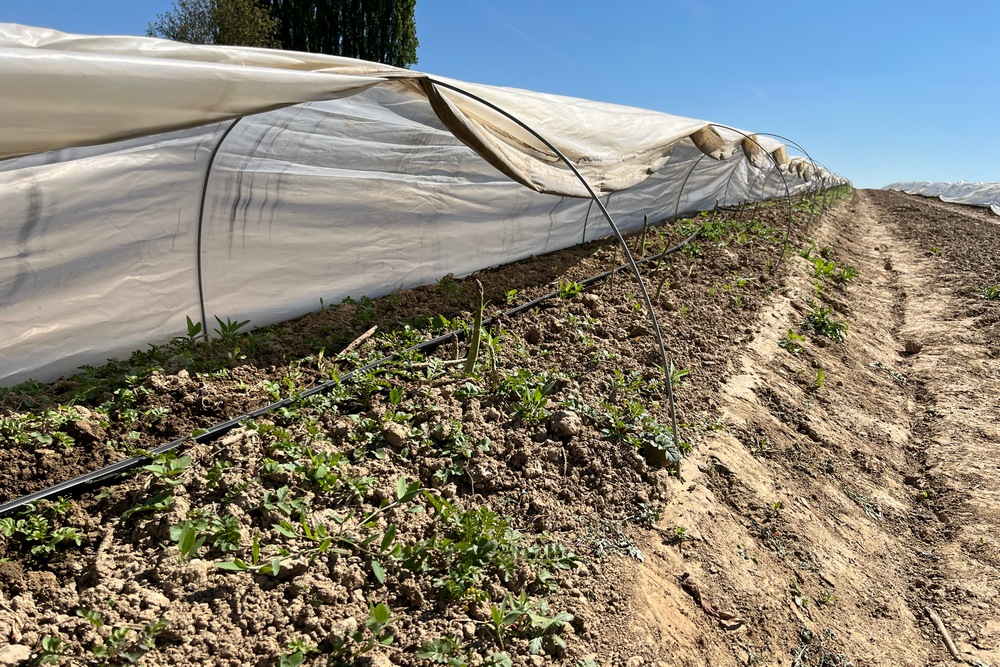 Les tunnels permettent d'avoir des asperges plus tôt en début de saison.