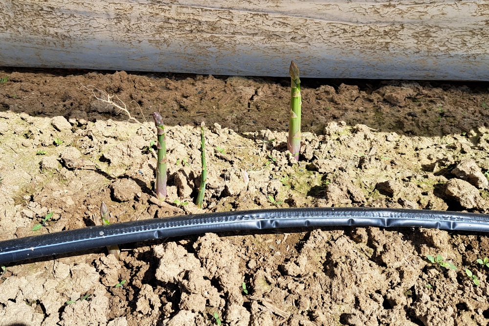 Les asperges de la ferme Noël sont irriguées via un système de goutte-à-goutte.