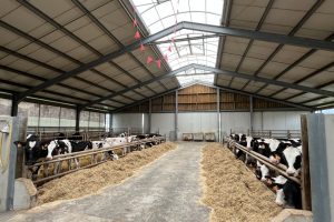 L’étable destinée aux jeunes bêtes est lumineuse et est dotée d’un dispositif de ventilation automatisée.
