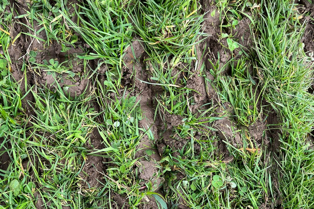 Le rouleau “pied de mouton” favorise le contact entre la terre et les semences.