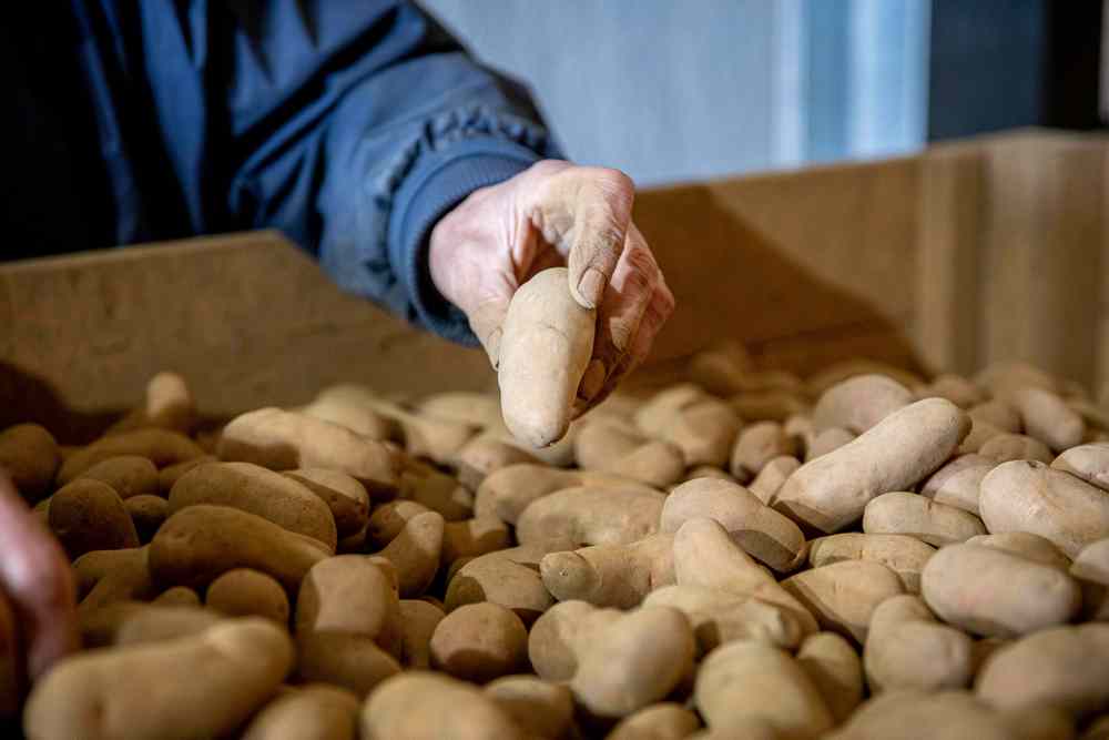 Les pommes de terre ne trouvent plus de preneur