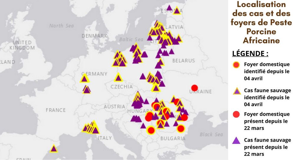 Localisation des cas et foyers de peste porcine africaine identifiés en Europe les 30 derniers jours (source : plateforme nationale française d'épidémiosurveillance en santé animale ESA)
