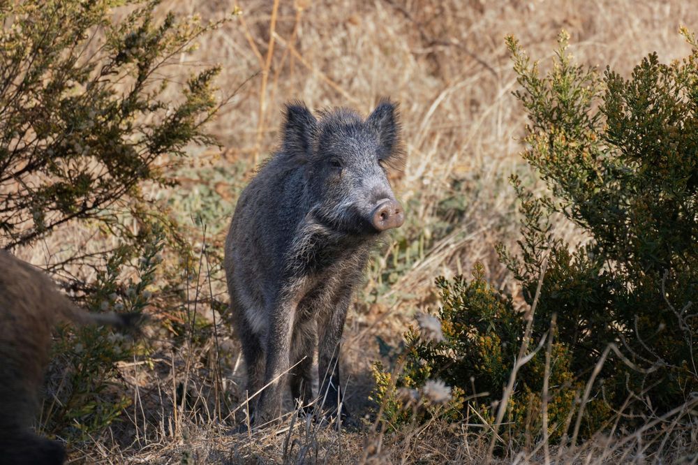 Peste porcine africaine : une menace toujours présente en Europe