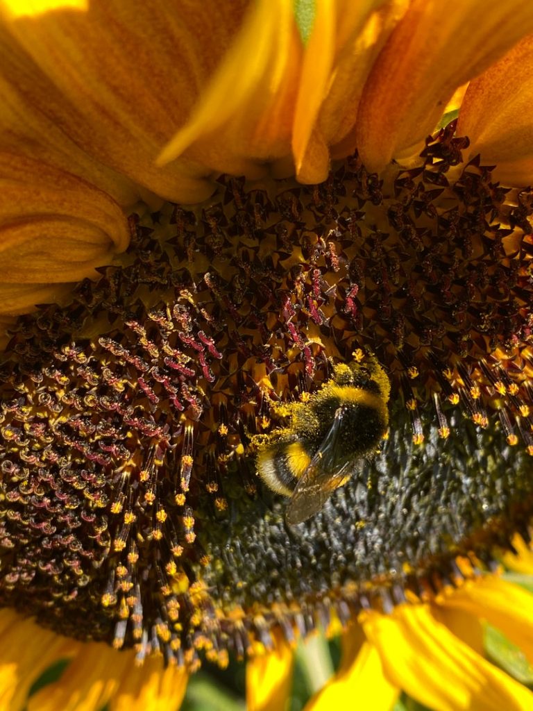 Les tournesols représentent un atout écologique en attirant de nombreux butineurs, essentiels à la biodiversité.