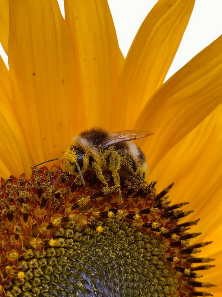 Les tournesols représentent un atout écologique en attirant de nombreux butineurs, essentiels à la biodiversité.
