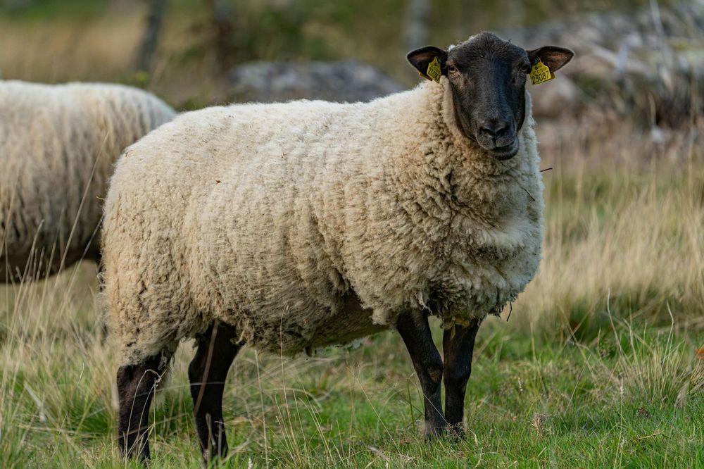 Haemonchose du mouton, de retour !