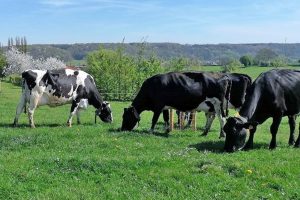 Pourquoi redonner plus de place à l'herbe dans la ration ?